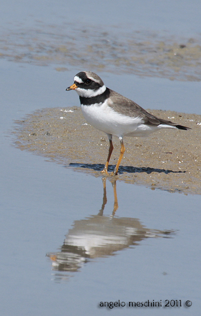 Corriere grosso allo specchio